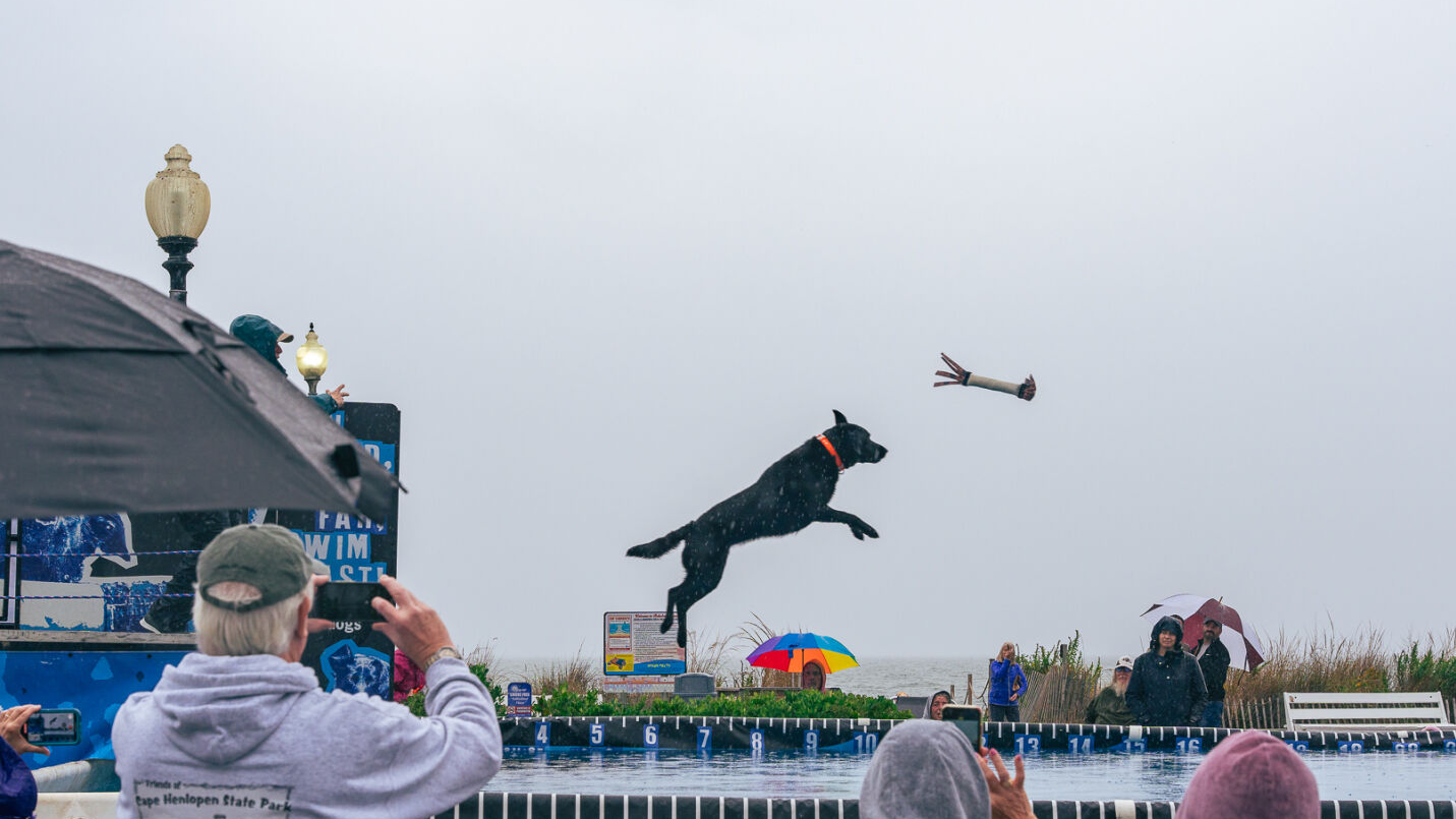 Bark on the Boards returns to Rehoboth Beach with fun for people and pets